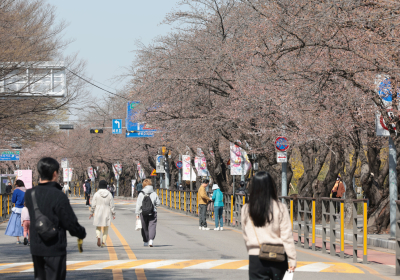 [포토 뷰] 벚꽃 없는 벚꽃축제