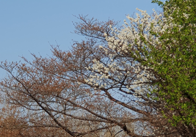 4월, 꽃과 잎으로 열리는 새 세상