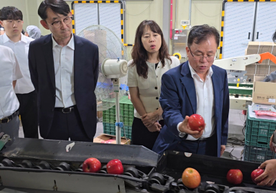 NS홈쇼핑, 거창 사과 프리미엄 브랜드로 육성