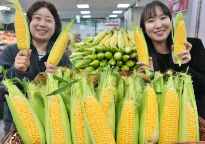롯데마트∙슈퍼, 초당옥수수 판매...‘20만개 푼다’