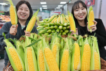 롯데마트∙슈퍼, 초당옥수수 판매...‘20만개 푼다’