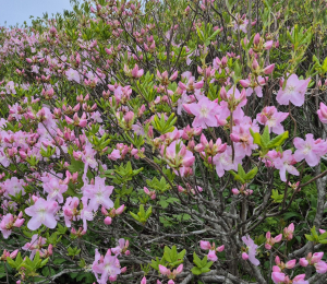꽃망울 터뜨린 소백산 철죽