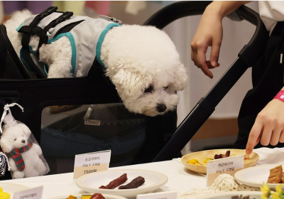 “댕냥이 구강케어 걱정마세요”…제약사, 덴탈제품 라인업 강화