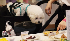 “댕냥이 구강케어 걱정마세요”…제약사, 덴탈제품 라인업 강화