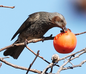 까치밥 맛있니?